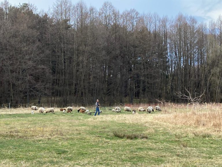 Lea Künnemann mit Schafherde