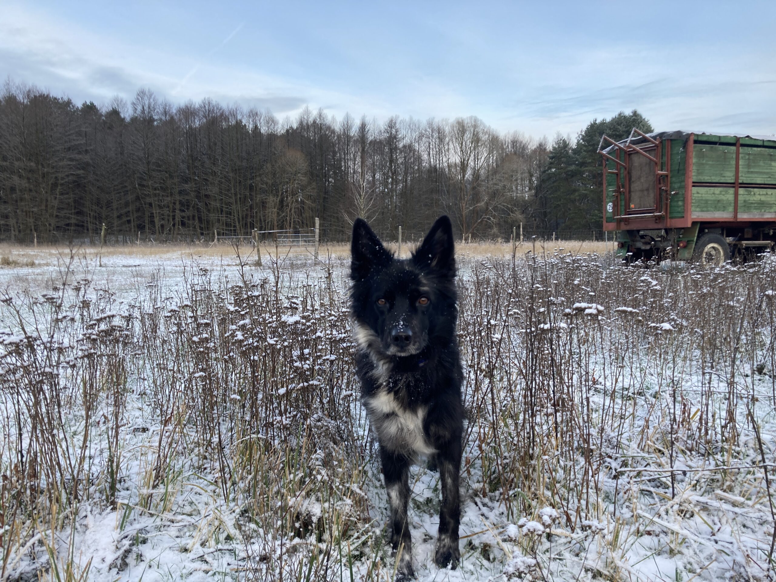 Hütenhund im Schnee