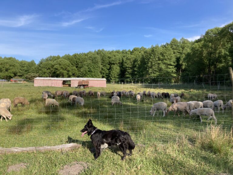 Hütehund Flocke bei den Schafen